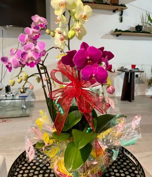 3 Phalaenopsis Orchids Basket