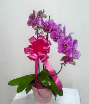 Phalaenopsis Orchid Plant. Container or Gift Wrap included